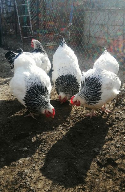 gaina Sussex - 2023 Sussex