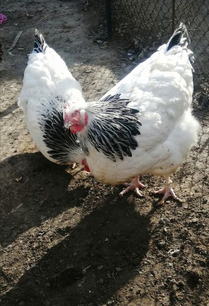 gaina Sussex - 2023 Sussex