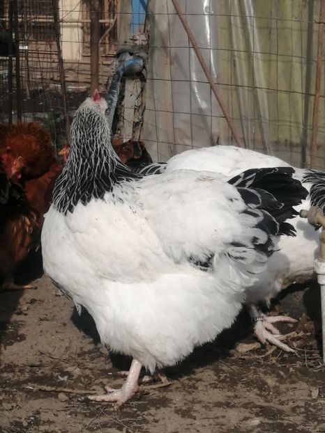 gaina Sussex - 2023 Sussex