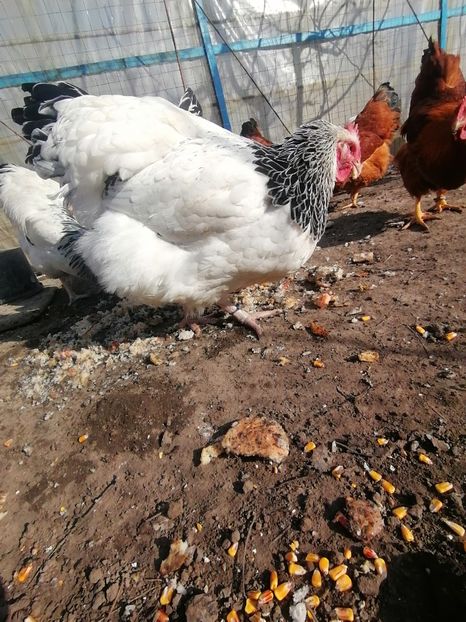 gaina Sussex - 2023 Sussex