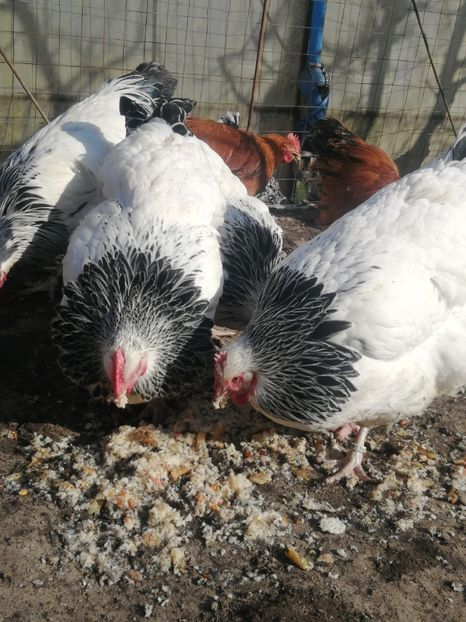 gaina Sussex - 2023 Sussex