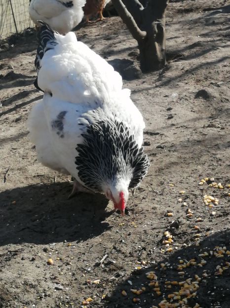 gaina Sussex - 2023 Sussex