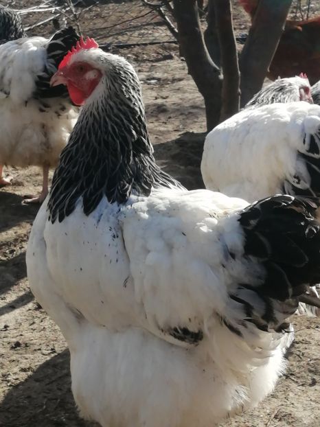 gaina Sussex - 2023 Sussex