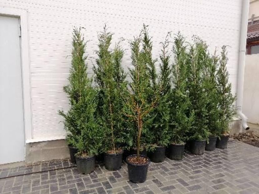 Chiparos Leylandii, liquidambar gumball - aaa Comanda plante 2022 2023 2024