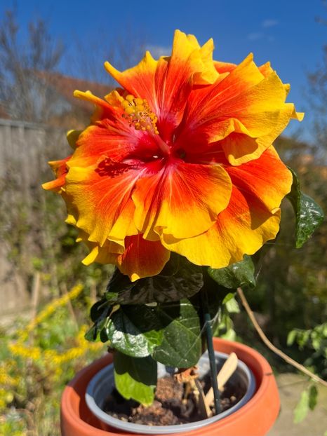 9B417CD2-39D5-4610-B802-38F2A987AEF1 - Hibiscus