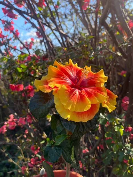 DB78E8EC-40AE-471D-98BB-5A9B851B0EE5 - Hibiscus