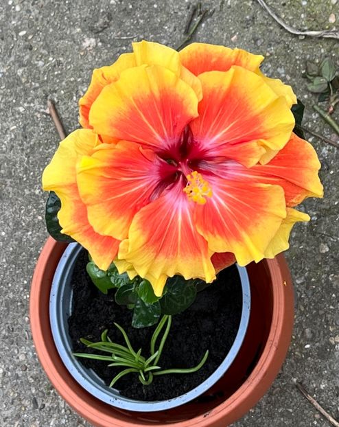 91FEEE6A-7F31-4F87-99CB-ED0C984D5D49 - Hibiscus