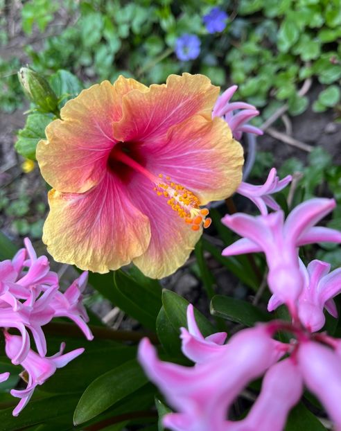 69B77AE3-4241-46FF-8694-6149AE6D3A24 - Hibiscus