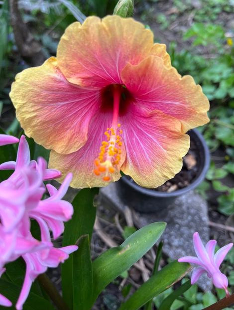 DEEEB68F-D493-4515-88D0-A35C7E57BB22 - Hibiscus