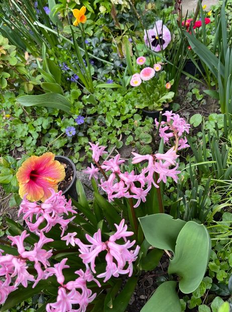 6D95E3EE-153A-409A-9D49-4898E9E51C3E - Hibiscus