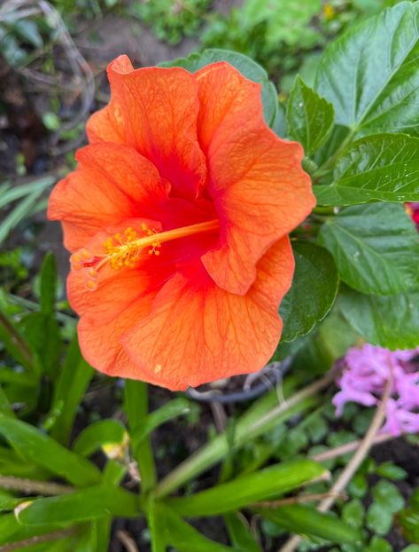 EE00C8ED-E46D-4960-8785-4B778CF64EC5 - Hibiscus