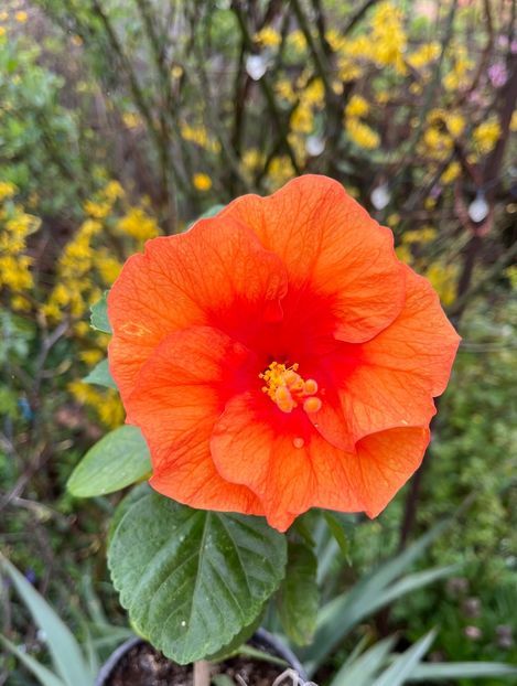 93EB929D-4AE5-46A8-B895-CE1C3CA81DBB - Hibiscus