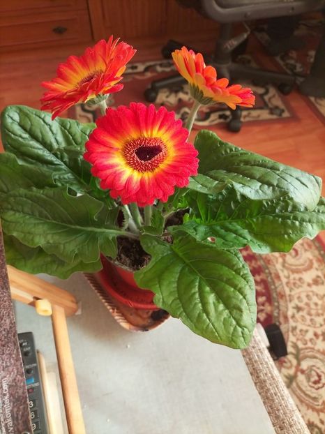 7f4e5095-547b-4c85-86c4-ad43da67216e - 2023 MARTIE Florile mele frumoase