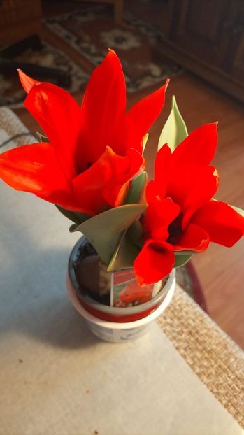 c0263cac-daf7-4db3-838b-69b4cb3170c8 - 2023 MARTIE Florile mele frumoase