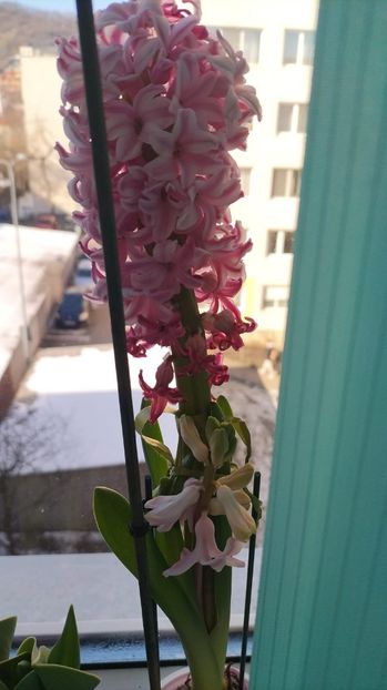 965e0863-b944-4ec8-bac2-c4893f07decf - 2023 MARTIE Florile mele frumoase