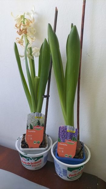 2003e1ce-7ce0-4ba8-acd1-34e4c6dd36b2 - 2023 MARTIE Florile mele frumoase