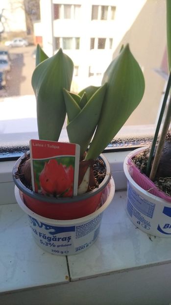 e1613267-913d-4e38-a649-a4ca4f4d72af - 2023 MARTIE Florile mele frumoase