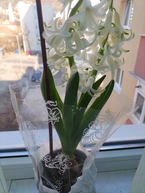 ef66b0fc-8e2f-4f89-b584-8ed83157f2b4 - 2023 MARTIE Florile mele frumoase