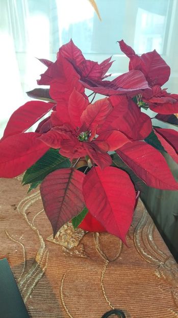 6bfa8ab7-eac7-439c-8c69-80c485df2874 - 2023 MARTIE Florile mele frumoase