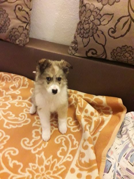  - Blanite care miauna si latra