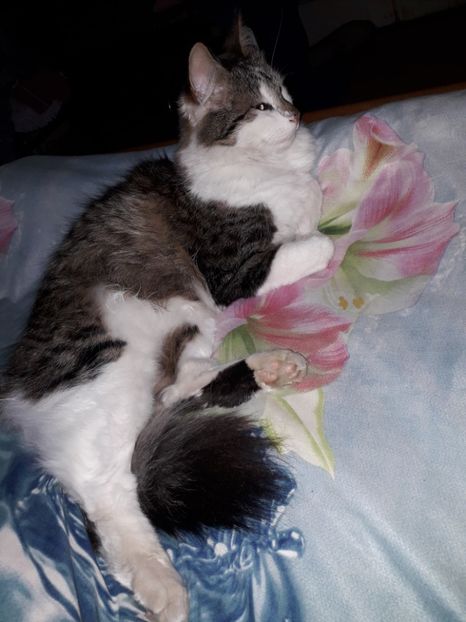  - Blanite care miauna si latra