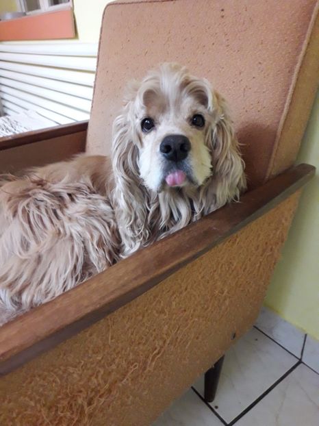  - Blanite care miauna si latra