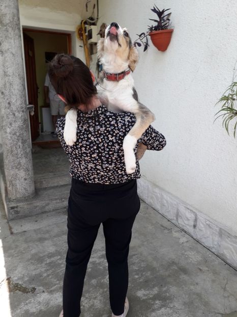  - Blanite care miauna si latra