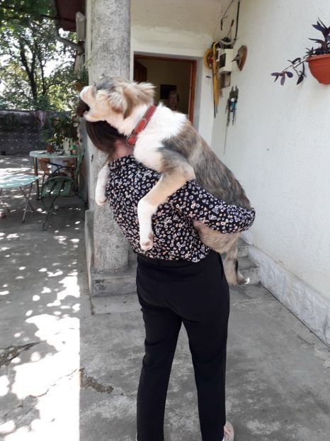  - Blanite care miauna si latra