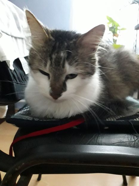 - Blanite care miauna si latra