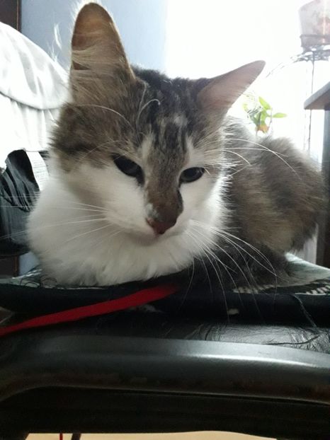  - Blanite care miauna si latra