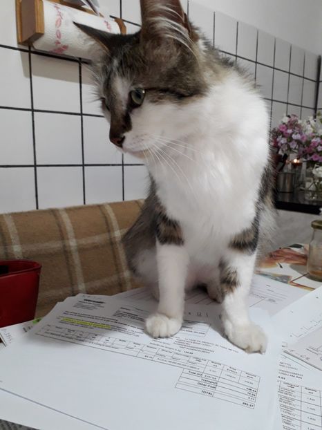  - Blanite care miauna si latra
