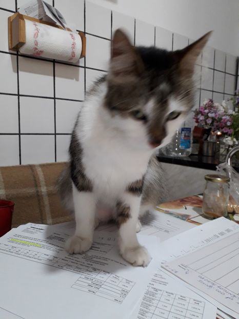  - Blanite care miauna si latra