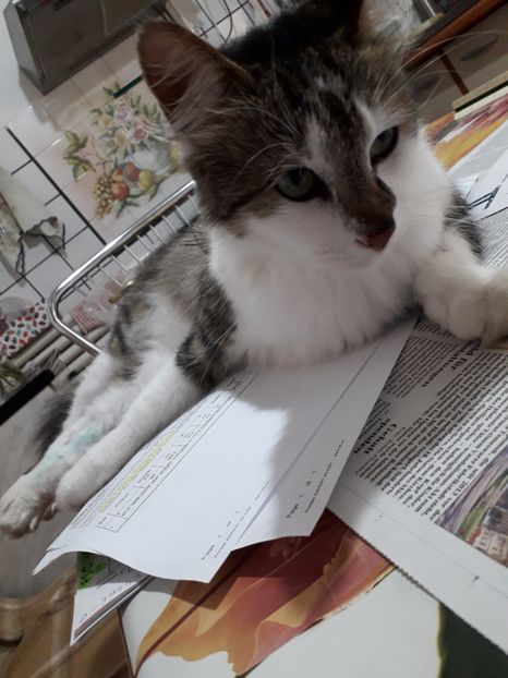  - Blanite care miauna si latra