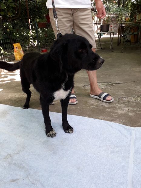  - Blanite care miauna si latra