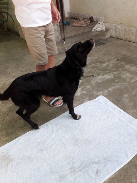  - Blanite care miauna si latra