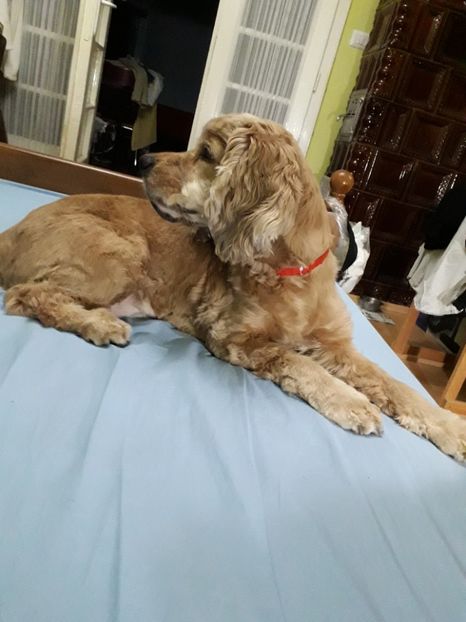  - Blanite care miauna si latra