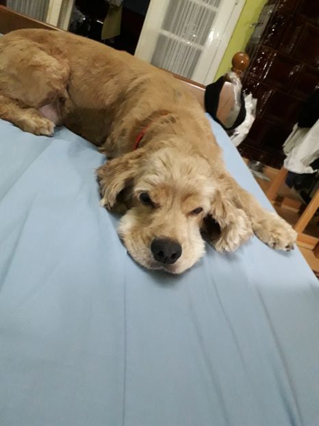  - Blanite care miauna si latra