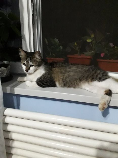  - Blanite care miauna si latra