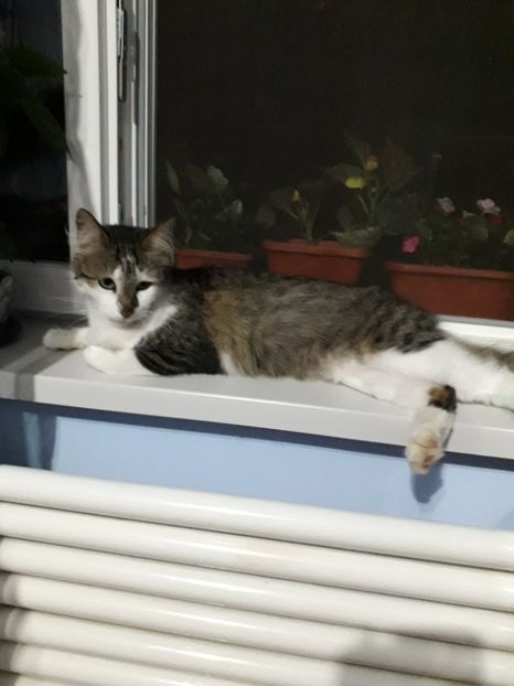  - Blanite care miauna si latra