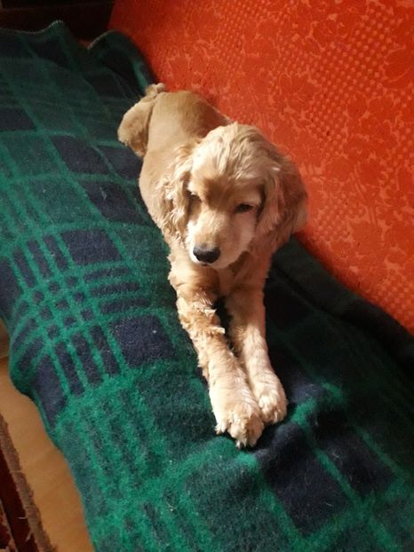  - Blanite care miauna si latra