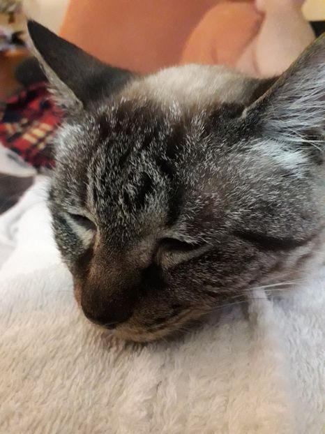  - Blanite care miauna si latra