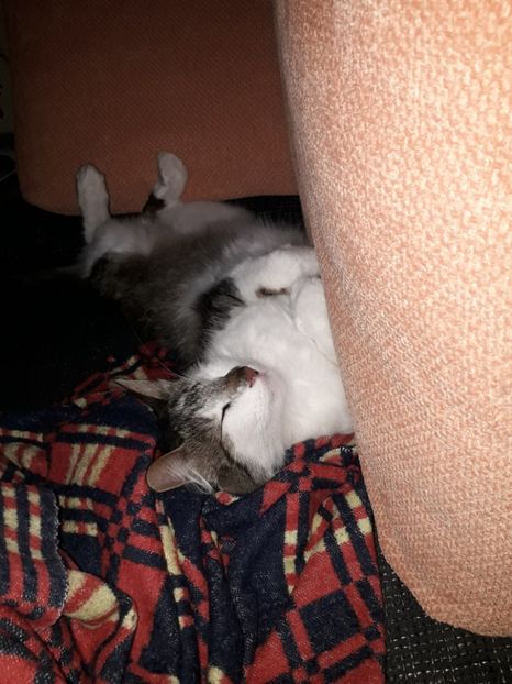  - Blanite care miauna si latra