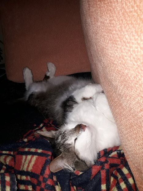  - Blanite care miauna si latra