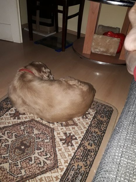  - Blanite care miauna si latra