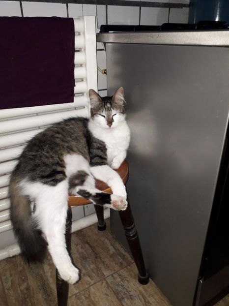 - Blanite care miauna si latra