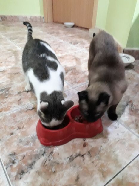  - Blanite care miauna si latra