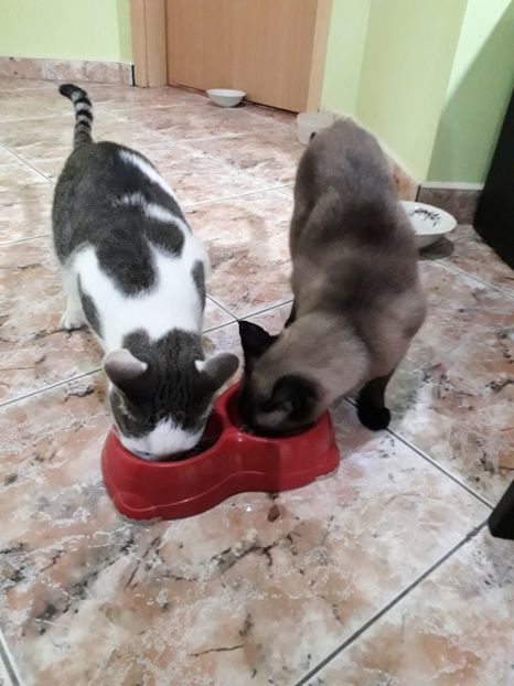  - Blanite care miauna si latra