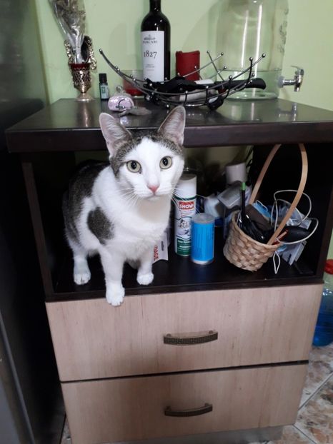  - Blanite care miauna si latra