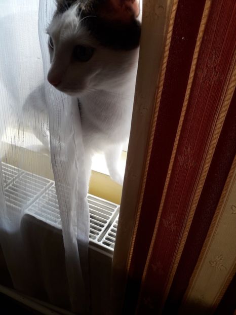  - Blanite care miauna si latra