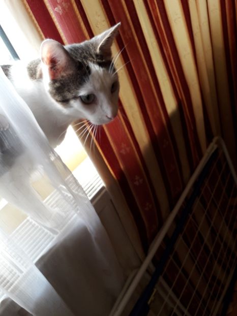  - Blanite care miauna si latra